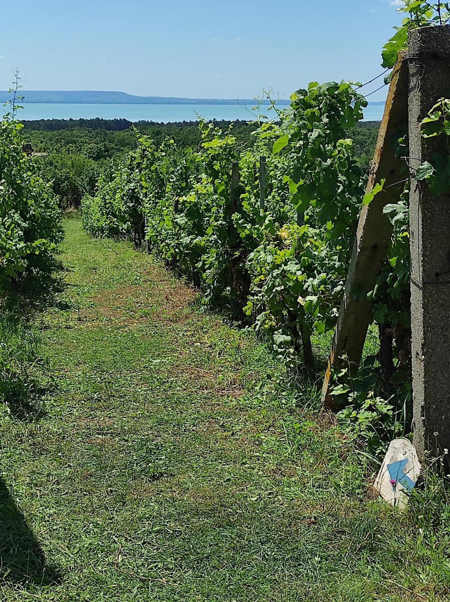 Napraszallas Vendeghaz Balatonakali Εξωτερικό φωτογραφία